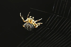 European garden spider European garden spider