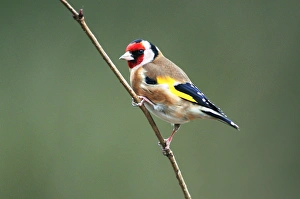 European goldfinch on a branch European goldfinch on a branch