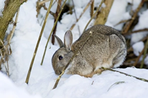 European rabbit in snow European rabbit in snow