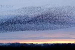 Starling Gallery: European starling flock
