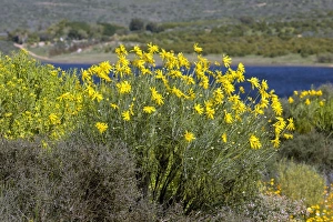 Cederberg Mountains Gallery: Euryops speciosissimus