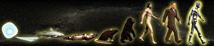 Human Evolution Timeline Prints: Evolution of man