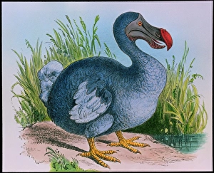 Extinct dodo Extinct dodo
