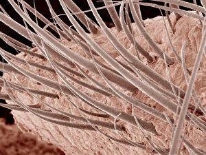Eyelashes, SEM