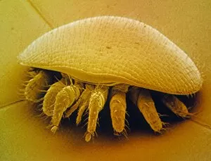 Images Dated 26th March 2003: F / col SEM of a mite (Varroa) of the honeybee