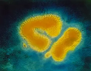 Images Dated 14th February 2003: F / col TEM of Hong Kong flu virus