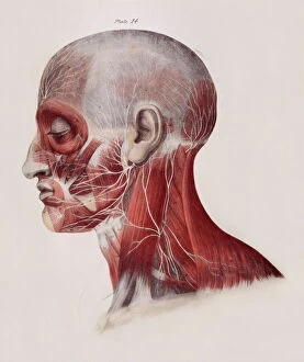 Nervous System Gallery: Facial nerves