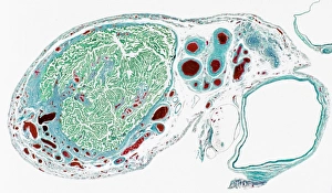 Fallopian tube section, light micrograph Fallopian tube section, light micrograph