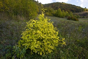 False Acacia Gallery: False Acacia (Robinia pseudacacia)