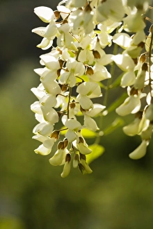 False Acacia Gallery: False acacia (Robinia pseudoacacia)
