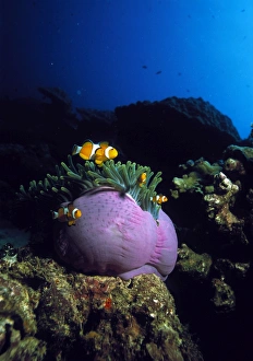 Images Dated 21st November 2002: False clown anemone fish