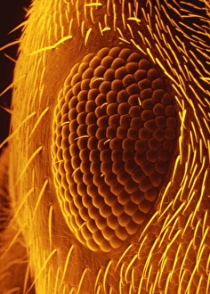 False-col SEM of compound eye of black garden ant False-col SEM of compound eye of black garden ant