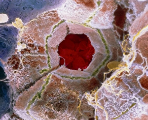 False-colour SEM of cell structure of liver lobule False-colour SEM of cell structure of liver lobule