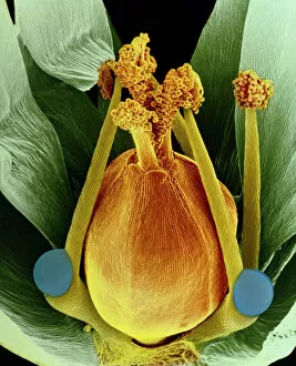 Images Dated 23rd March 2005: False-colour SEM of chickweed flower