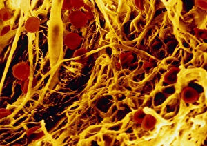 False-colour SEM of connective tissue False-colour SEM of connective tissue