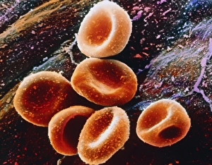 False-colour SEM of a group of red blood cells False-colour SEM of a group of red blood cells