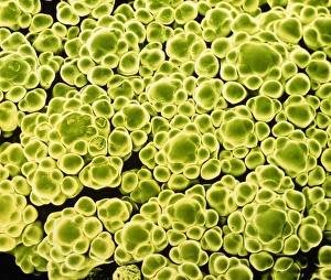 False-colour SEM of the head of a cauliflower False-colour SEM of the head of a cauliflower