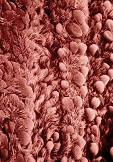 Images Dated 5th March 1988: False-colour SEM of human bronchial epithelium