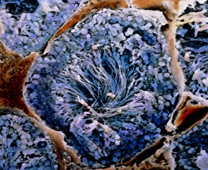 False-colour SEM of human seminiferous tubules False-colour SEM of human seminiferous tubules