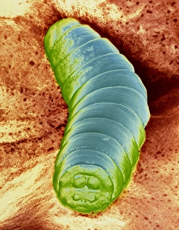 False-colour SEM of a maggot on raw beef False-colour SEM of a maggot on raw beef