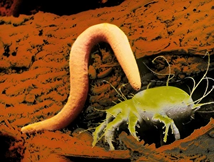 False-colour SEM of a nematode worm & Acarus siro False-colour SEM of a nematode worm & Acarus siro