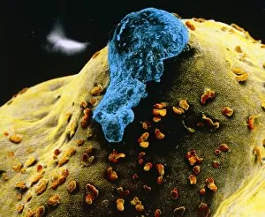 Images Dated 16th July 2003: False-colour SEM of the ovary surface at ovulation