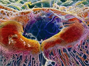 False-colour SEM of retina featuring central fovea False-colour SEM of retina featuring central fovea