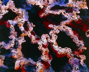 False-colour SEM of a section of lung tissue False-colour SEM of a section of lung tissue
