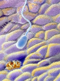 False-colour SEM of a spermatozoon on uterus wall False-colour SEM of a spermatozoon on uterus wall
