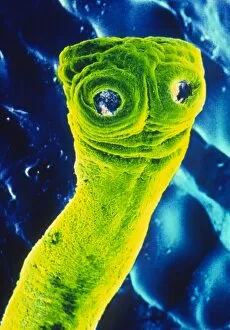 Images Dated 3rd March 2003: False-colour SEM of tapeworm