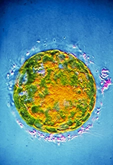 False-colour TEM of 6-day-old fertilised ovum False-colour TEM of 6-day-old fertilised ovum