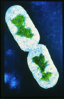 DNA Prints: False-colour TEM Print of E. Coli Bacterium Dividing by Binary Fission