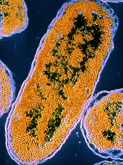 False-colour TEM of E. coli bacteria False-colour TEM of E. coli bacteria
