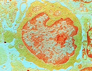 False-colour TEM of a human lymphocyte
