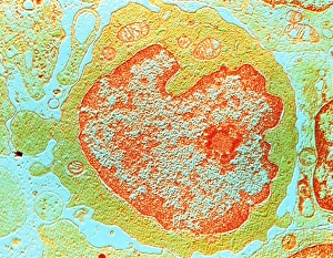 False-colour TEM of a human lymphocyte False-colour TEM of a human lymphocyte
