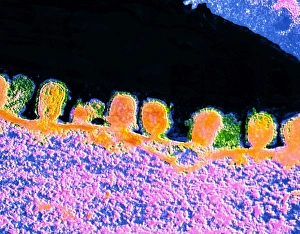 False colour TEM of influenza virus budding False colour TEM of influenza virus budding