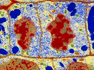 False-colour TEM of root cell division
