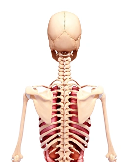 Scapula Gallery: Female anatomy, artwork F007 / 3989