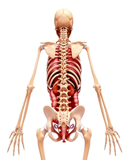 Scapula Gallery: Female anatomy, artwork F007 / 4297