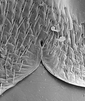 Images Dated 6th August 2001: Female bedbugs abdomen, SEM