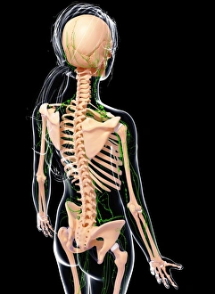 Scapula Gallery: Female lymphatic system, artwork F007 / 3683