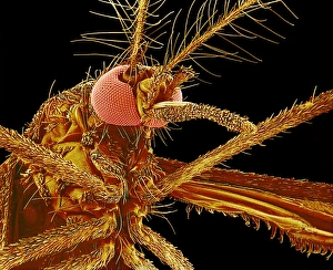 Female mosquito, SEM Female mosquito, SEM