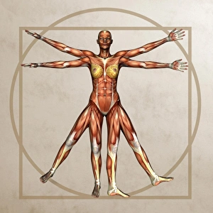 <b class=qtipBold><figcaption>Female musculature, artwork</figcaption></b><br>Female musculature. Computer artwork of the female musculature based on Italian artist Leonardo da Vinci's (1452-1519) Vitruvian man. These are the skeletal muscles, which are under the conscious control of the brain. Muscles are joined to bones by tendons. When a muscle contracts or relaxes it pulls on a tendon, producing movement in the skeleton. Skeletal muscles account for around 45% of body weight.<br><em>© FRIEDRICH SAURER/SCIENCE PHOTO LIBRARY</em> Female musculature, artwork