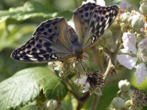 Female Silver-washed Fritillary Butterfly Female Silver-washed Fritillary Butterfly