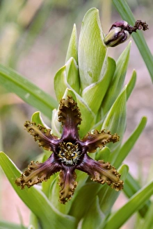 Cederberg Mountains Gallery: Ferraria crispa