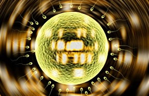 Fertility research Fertility research