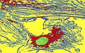 Cell Nucleus Structure Prints: Fibroblast cell, fluorescent micrograph