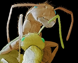 Florida Carpenter Ant Florida Carpenter Ant