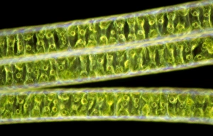 Filaments of Spirogyra alga Filaments of Spirogyra alga
