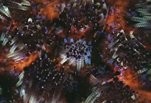 Images Dated 7th April 2003: Fire urchin spines